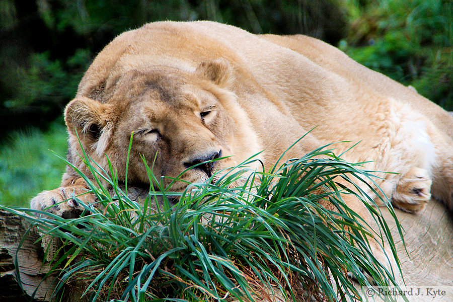 Asiatic Lion, Cotswold Wildlife Park, Oxfordshire