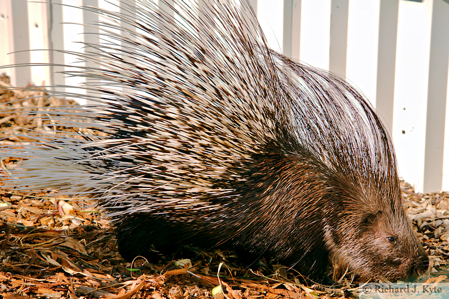 African Crested Porcupine, Suffolk Owl Sanctuary