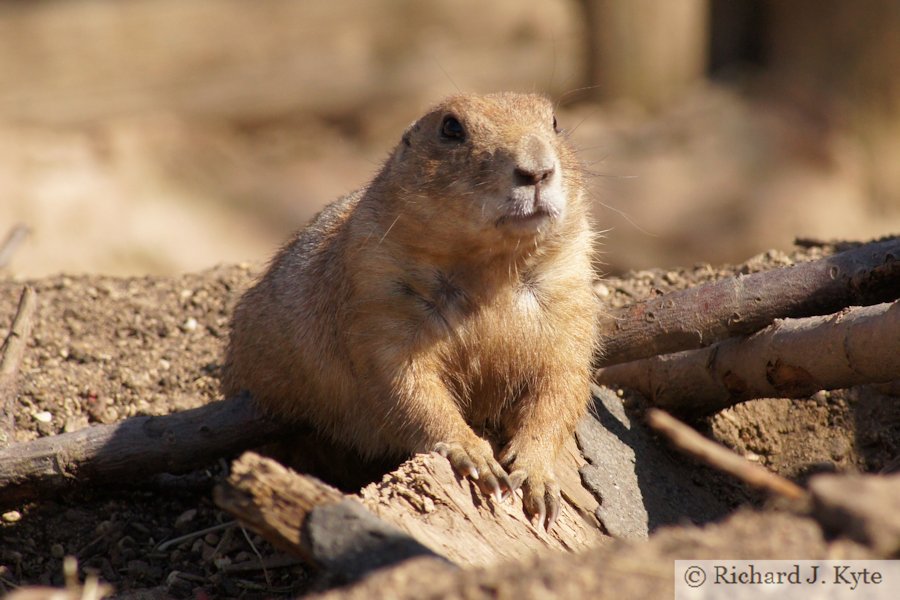 Prairie Dog, Ark Animal Sanctuary