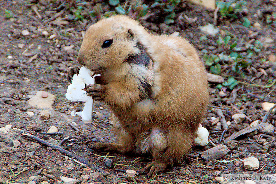 Prairie Dog, Cotswold Wildlife Park, Oxfordshire