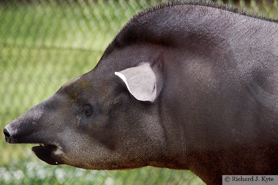 Tapir, Cotswold Wildlife Park, Oxfordshire