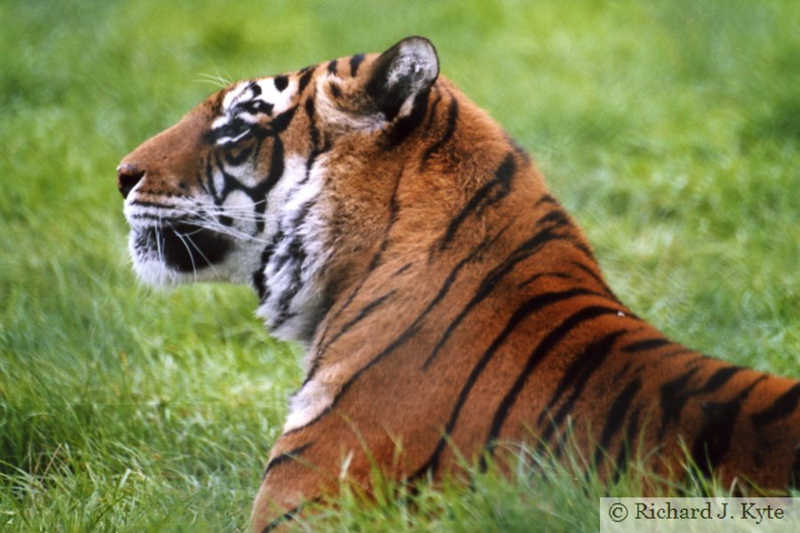 Bengal Tiger, West Midland Safari Park