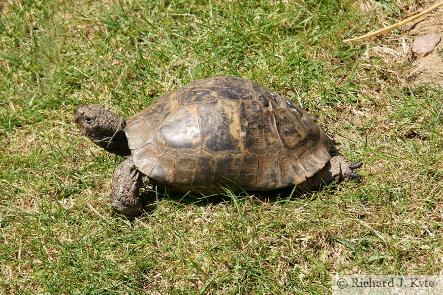 Tortoise, Ark Animal Sanctuary