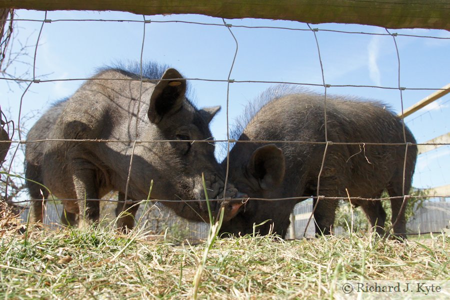 Wild Boar, Ark Animal Sanctuary