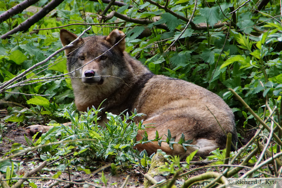 Eurasian Grey Wolf, Cotswold Wildlife Park, Oxfordshire