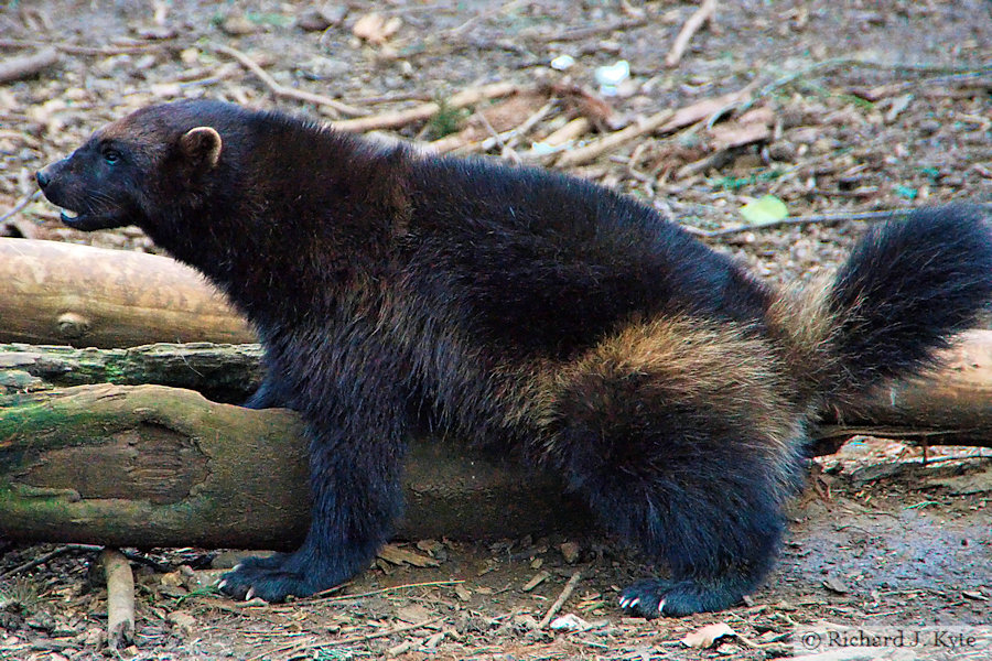 Wolverine, Cotswold Wildlife Park, Oxfordshire