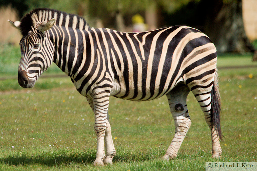 Chapman's Zebra, Cotswold Wildlife Park, Oxfordshire