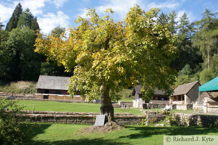 Yellow Buckeye Tree, Chedworth Roman Villa, Gloucestershire
