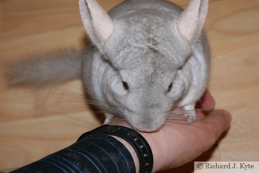 Jerry the Chinchilla