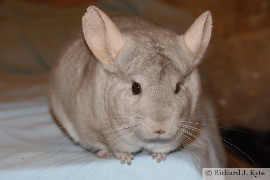 Jerry the Chinchilla