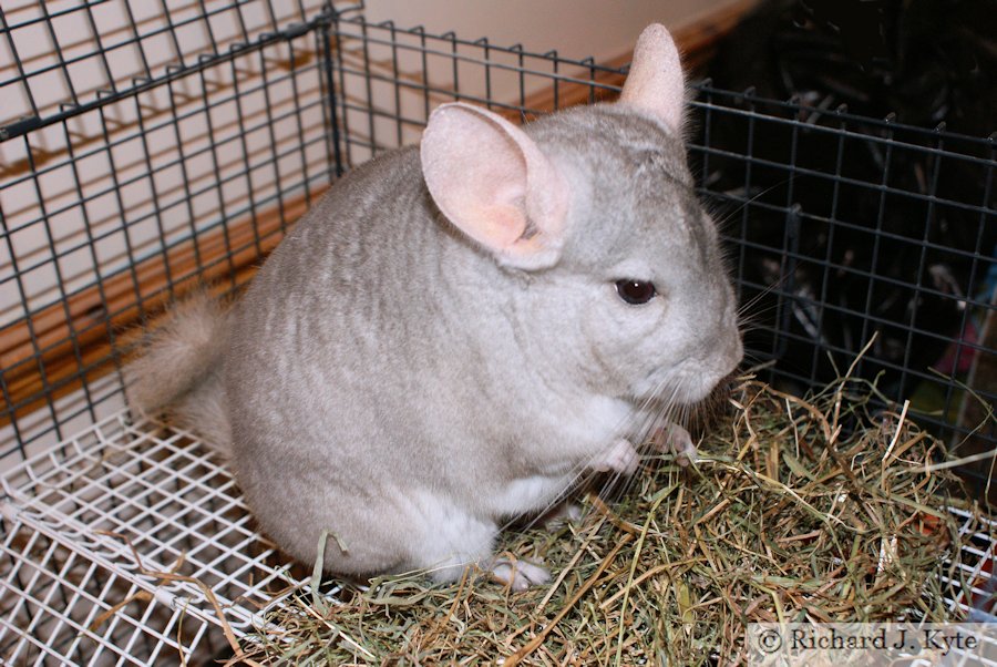 Jerry the Chinchilla