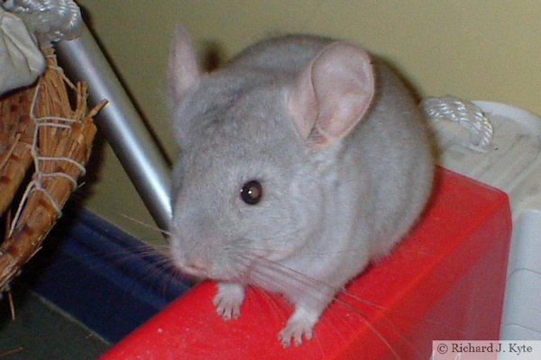 Jerry the Chinchilla