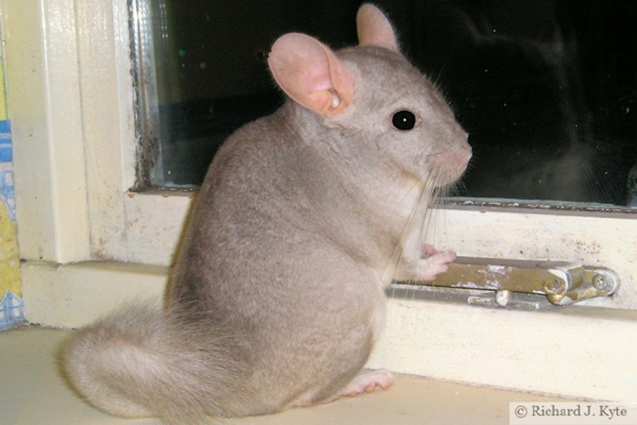 Jerry the Chinchilla