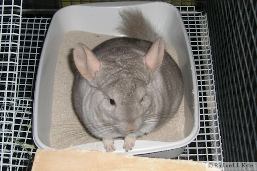 Bathtime for Jerry the Chinchilla