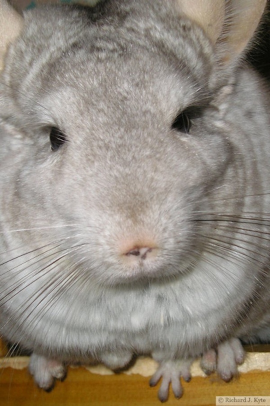 Jerry the Chinchilla