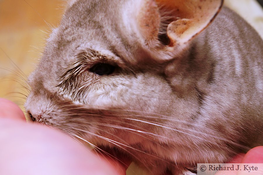 Jerry the Chinchilla
