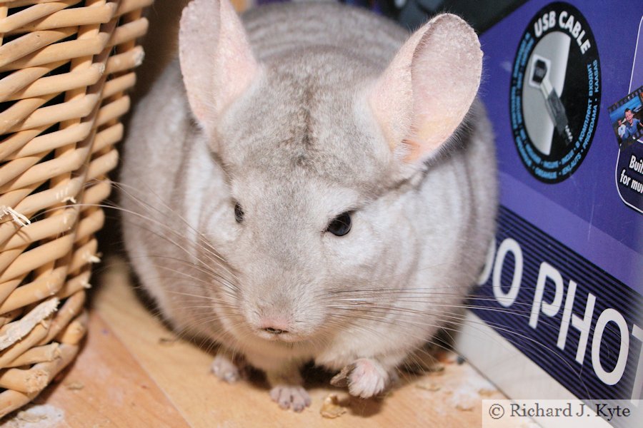 Jerry the Chinchilla