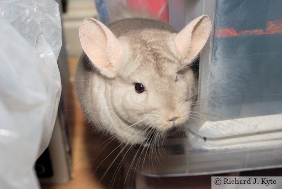 Jerry the Chinchilla