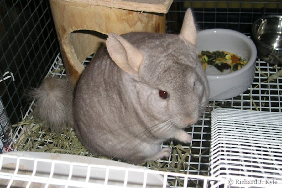 Jerry the Chinchilla