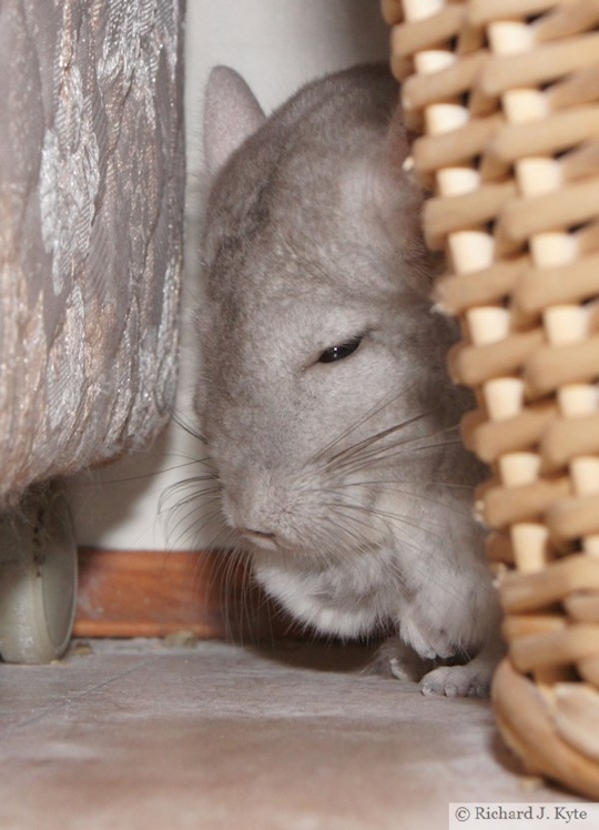Jerry the Chinchilla