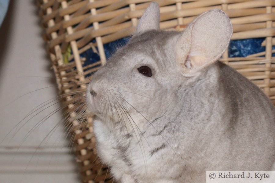 Jerry the Chinchilla