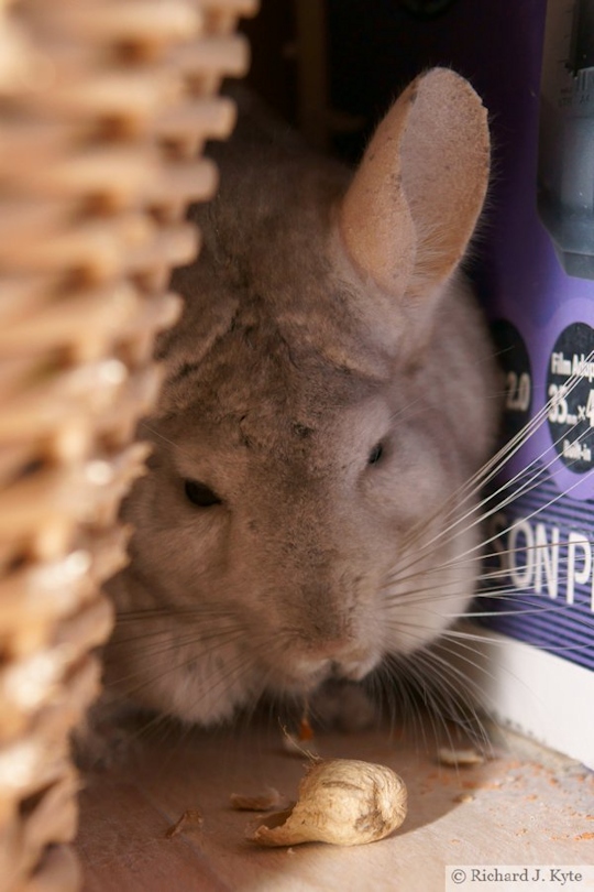 Jerry the Chinchilla