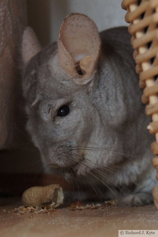 Jerry the Chinchilla