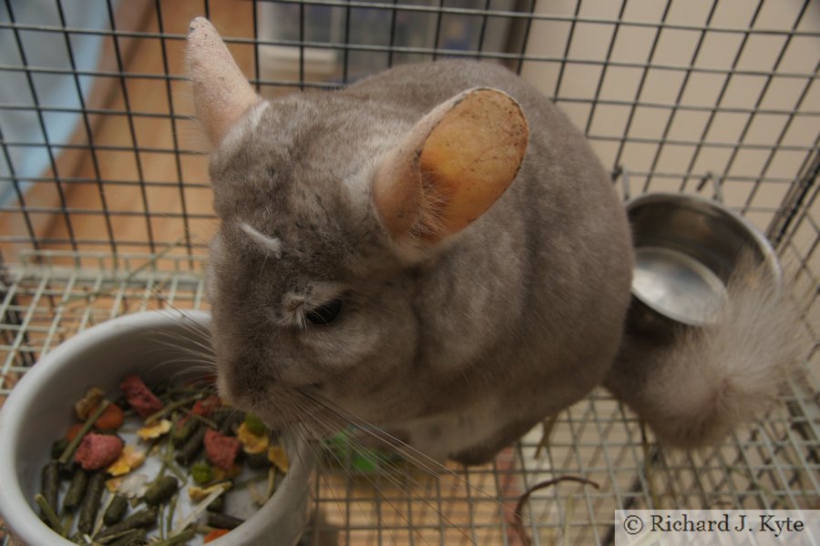 Jerry the Chinchilla
