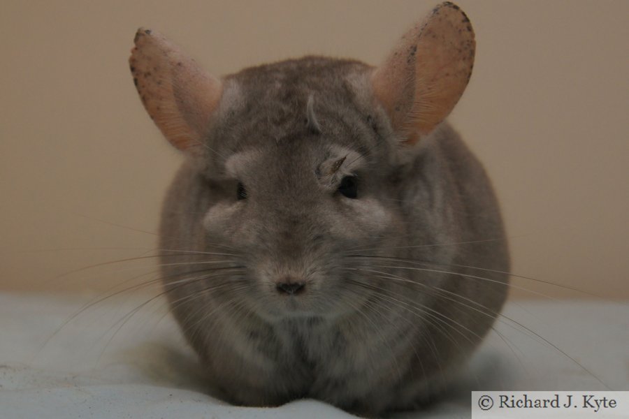 Jerry the Chinchilla