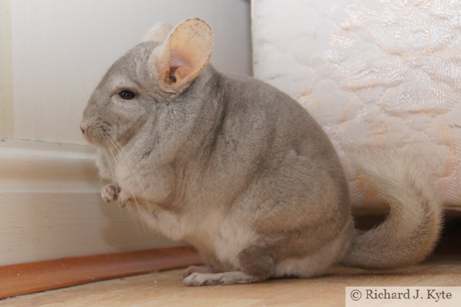 Jerry the Chinchilla