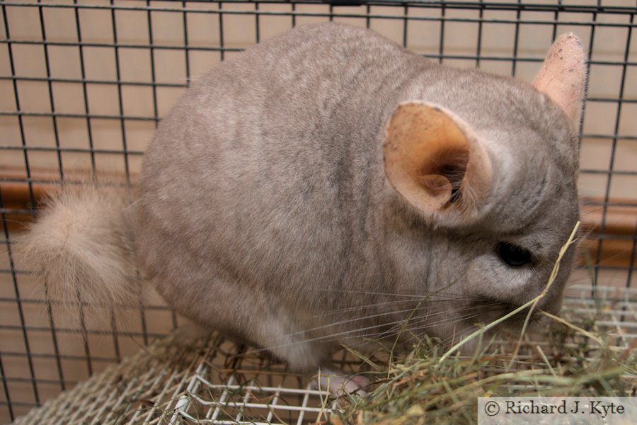 Jerry the Chinchilla