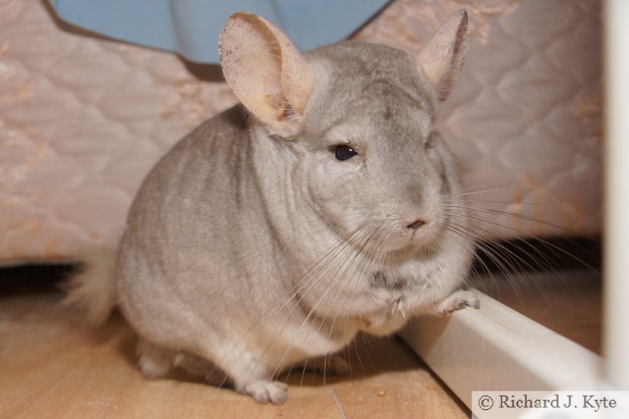 Jerry the Chinchilla