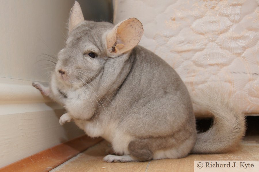 Jerry the Chinchilla