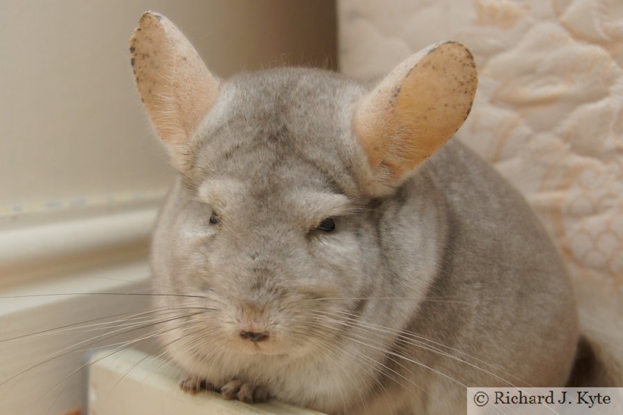 Jerry the Chinchilla