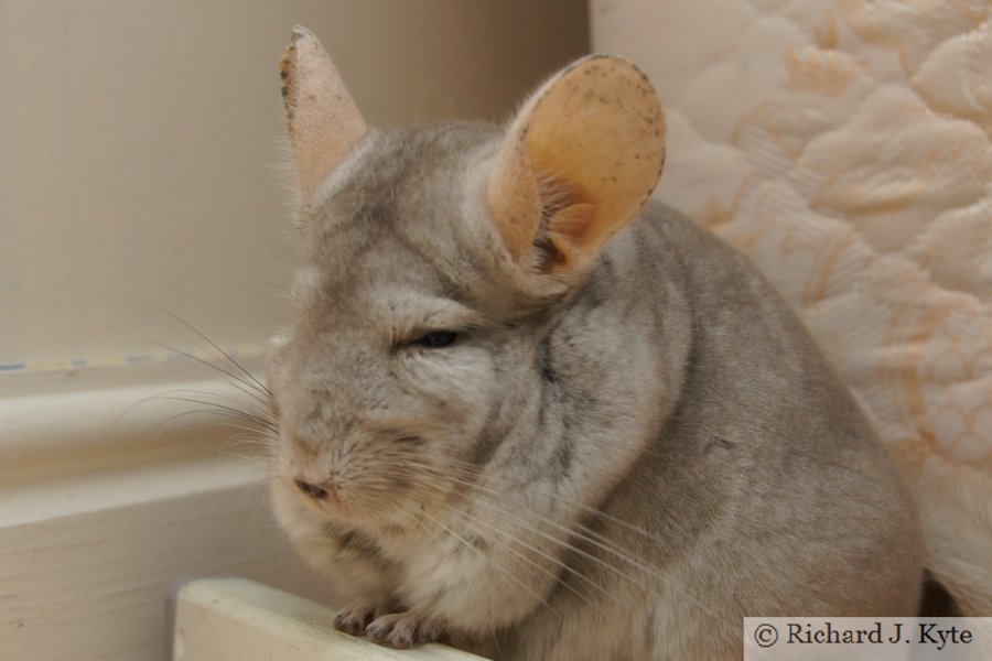 Jerry the Chinchilla