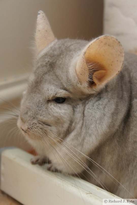 Jerry the Chinchilla