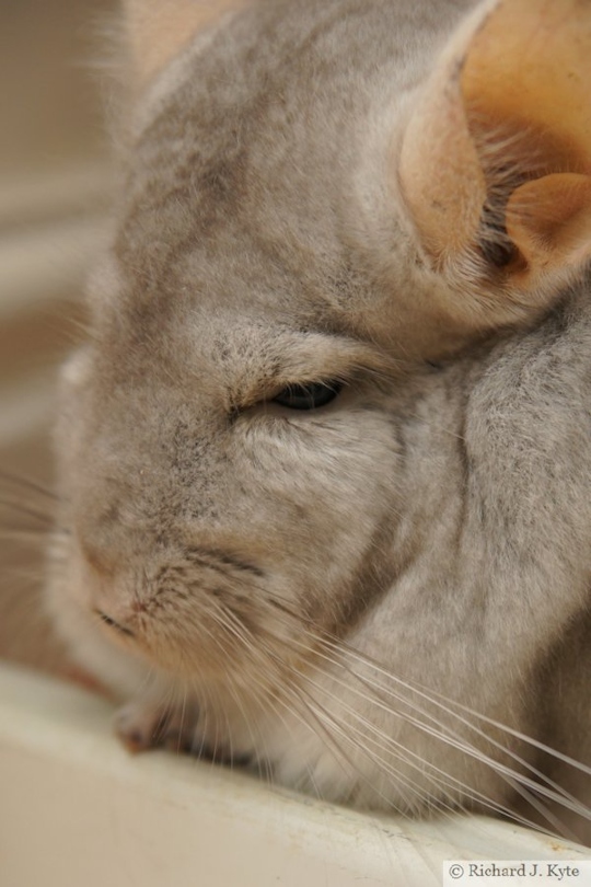 Jerry the Chinchilla