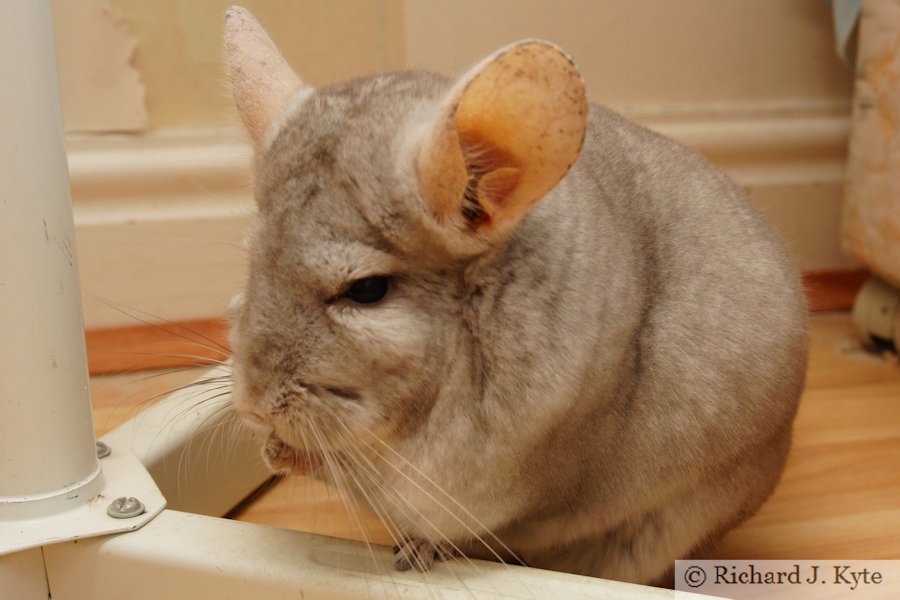 Jerry the Chinchilla