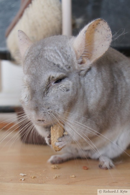 Jerry the Chinchilla