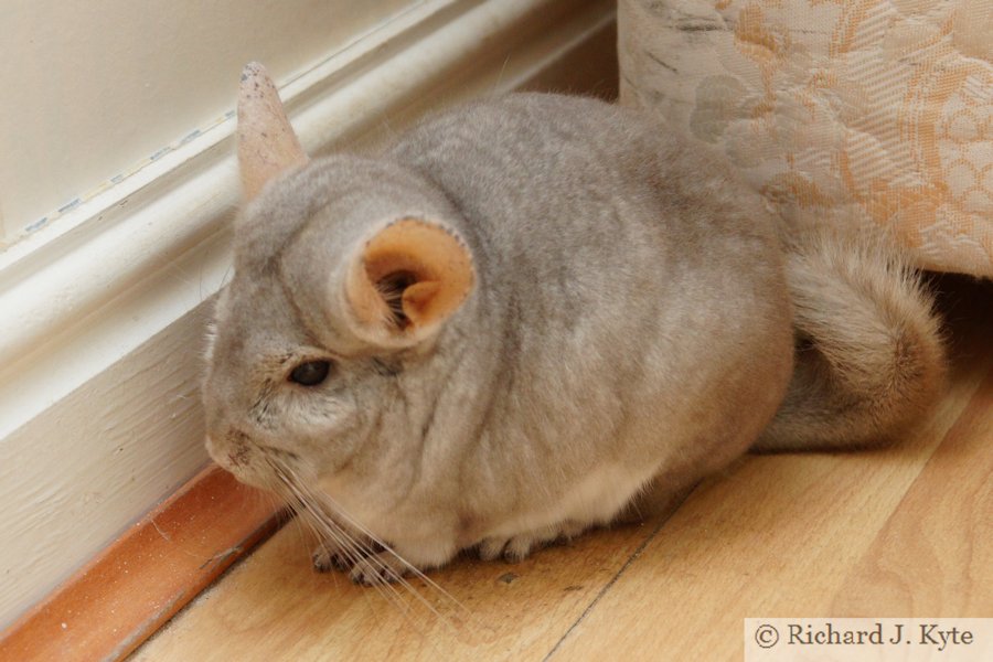 Jerry the Chinchilla
