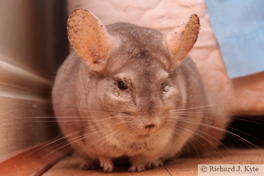 Jerry the Chinchilla