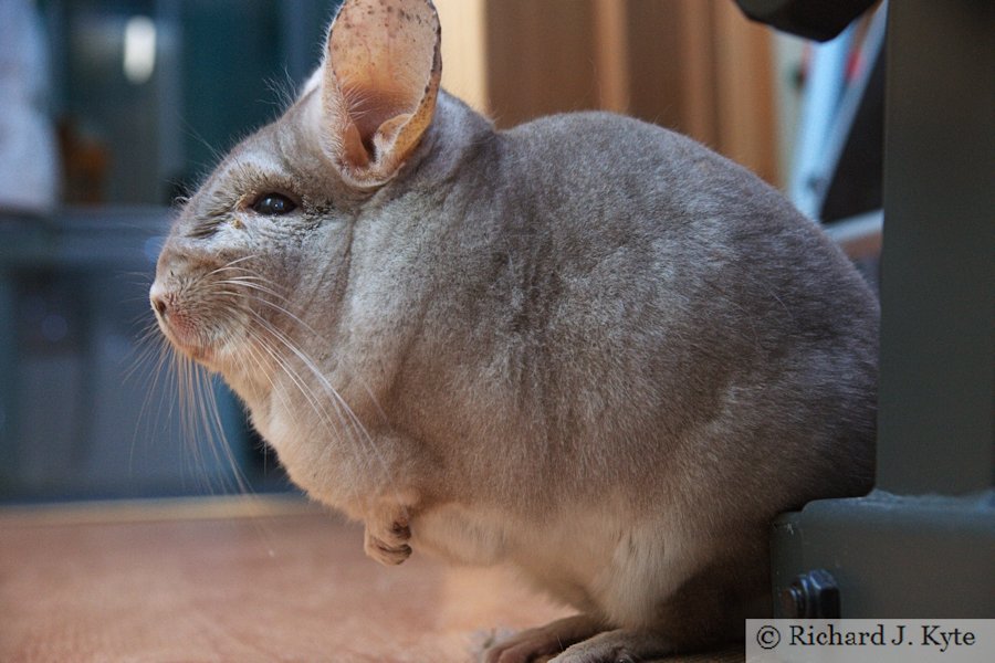 Jerry the Chinchilla