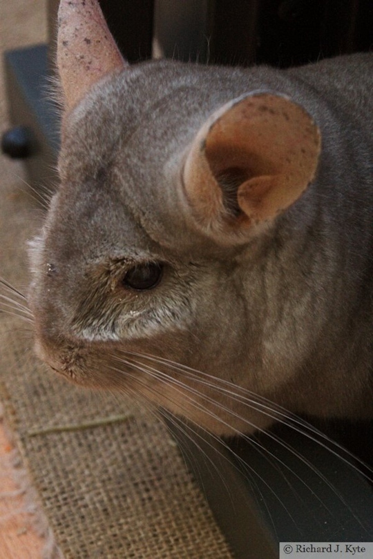 Jerry the Chinchilla