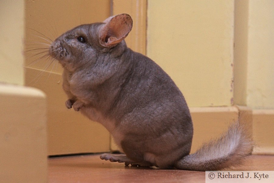 Jerry the Chinchilla