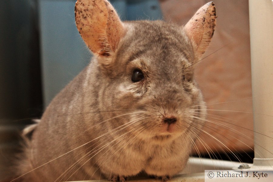 Jerry the Chinchilla