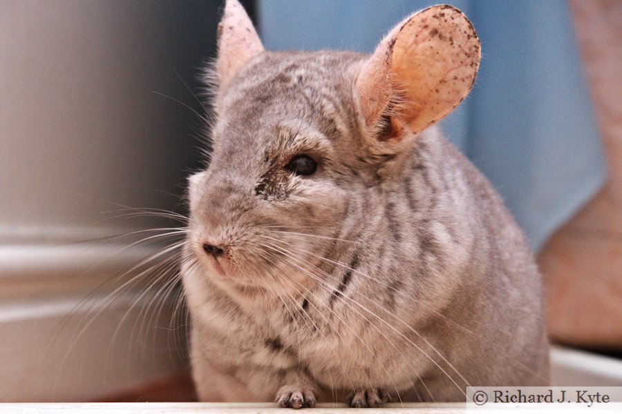 Jerry the Chinchilla