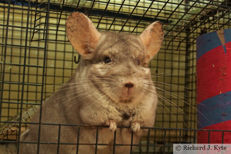Jerry the Chinchilla
