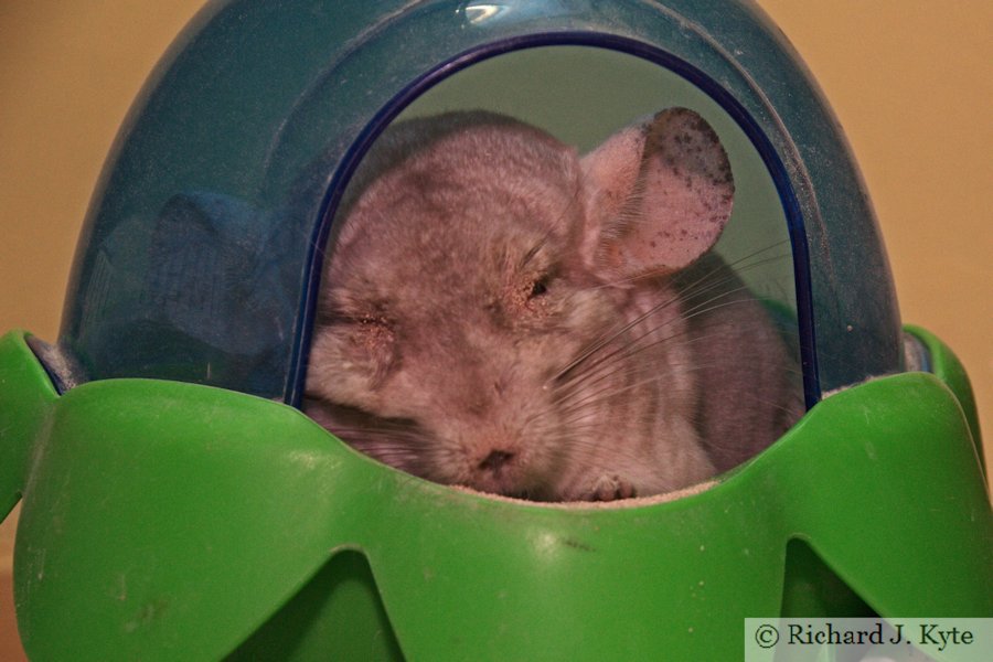 Jerry the Chinchilla