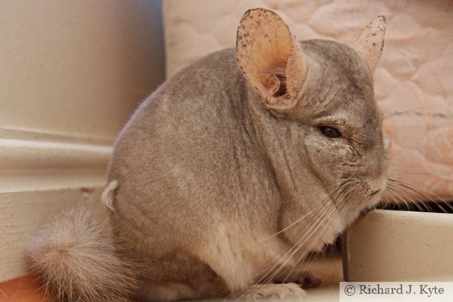 Jerry the Chinchilla