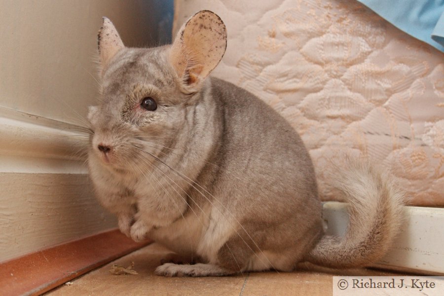 Jerry the Chinchilla